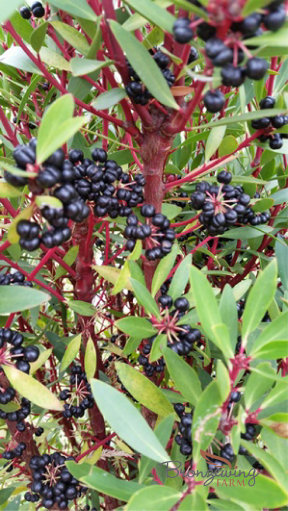 Pfefferbeeren bereit zur Ernte (Tasmannia lanceolata)