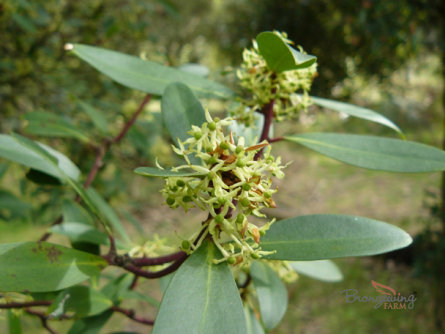 Weibliche Tasmanische Bergpfeffer Blumen
