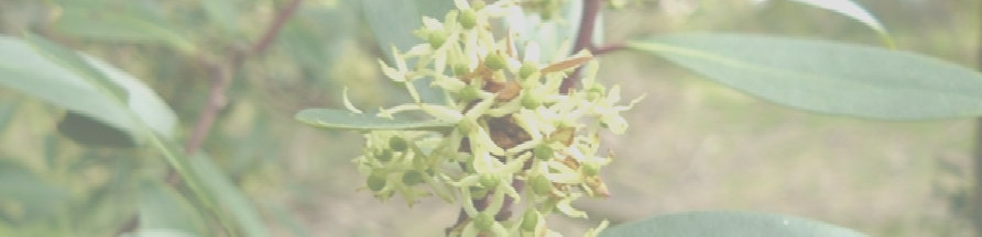Blhende Tasmannia lanceolata