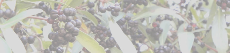 Bronzewing Farm Tasmanische Pfeffer Beeren